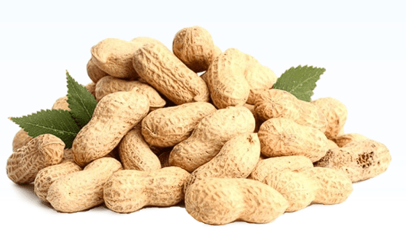 Raw Peanuts in Shell Manufacturer