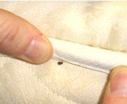 Bed Bug Protection